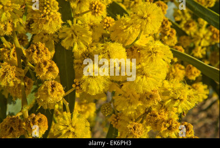 Acacia Pycnantha (Golden Wattle) ist Australiens Blumenemblem. Es ist ein Baum, der im späten Winter und Frühling, Blumen produzieren ein Stockfoto