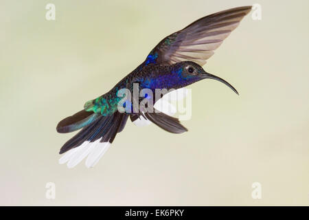 Violette Sabrewing (Campylopterus Hemileucurus) Männchen im Flug, Costa Rica, Mittelamerika Stockfoto