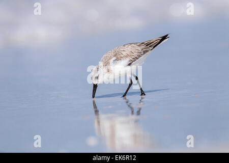 Sanderling (Calidris Alba) Erwachsenen Fütterung auf nassen Strand mit Reflexion, Florida, USA Stockfoto