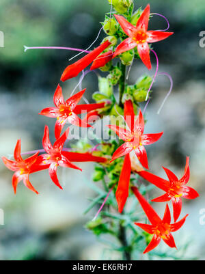 Scarlet Gilia Ipomopsis Aggregata, Winden, Wildblumen in Blüte, zentralen Colorado, USA Stockfoto