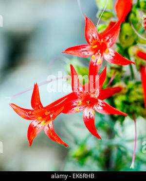 Scarlet Gilia Ipomopsis Aggregata, Winden, Wildblumen in Blüte, zentralen Colorado, USA Stockfoto