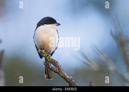 Burmesische Würger (Lanius Collurioides) Erwachsenen thront auf Zweig, Vietnam Stockfoto