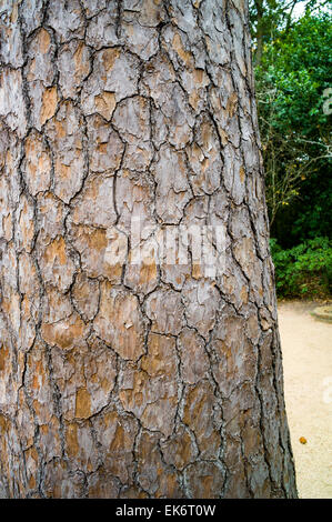 Loblolly Kiefer, Bayou Bend Gärten & Haus, Museum of Fine Arts Houston Stockfoto