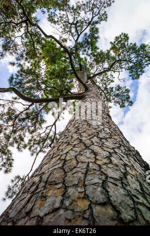 Loblolly Kiefer, Bayou Bend Gärten & Haus, Museum of Fine Arts Houston Stockfoto