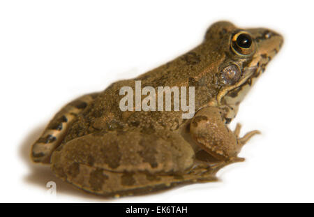 Perez Frosch oder außer Perezi findet sich in Süd-Frankreich-Portugal-Spanien und zwei Standorten in Großbritannien; in Spanien ist es Stockfoto