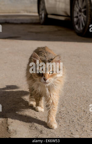 Heimatlose Katze zu Fuß auf der Straße und Blick in die Kamera Stockfoto