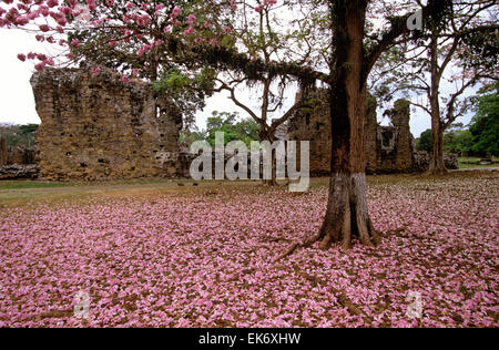 Blüten dieser Bäume Quayacan führen zu den genuesischen Kaufleute Quartalen in Panama del Viaje, Panama la Vieja (alte Panama) Stockfoto