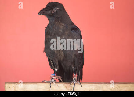 Die gemeinsame Raven (Corvus Corax), auch bekannt als die nördlichen Raven oder Black Crow, ist ein großer, ganz in schwarz passerine Vogel. Shoted sl Stockfoto