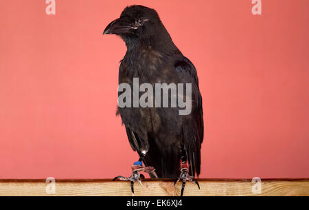 Der gemeinsamen Raven (Corvus Corax), auch bekannt als die nördlichen Raven ist ein großer, ganz in schwarz passerine Vogel. Stockfoto