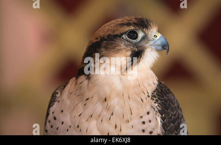 Eine große, Krähe-sized Falcon hat es einen blaugrauen Rücken, vergitterten weiße Unterseite und einen schwarzen Kopf und "Schnurrbart". Typisch für Stockfoto