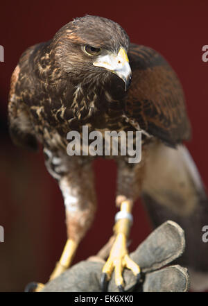 Der Harris Hawk oder Harris Hawk (Parabuteo Unicinctus) früher bekannt als die Bay-winged Hawk oder Altrosa Hawk ist eine mittlere bis große b Stockfoto