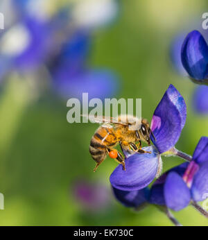 Bienen bestäuben Texas Bluebonnet Wildblumen im Frühjahr Stockfoto