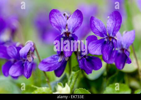 Viola odorata, Violett, Sweet violet Nahaufnahme Stockfoto