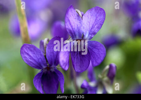 Viola Odorata, Violet, süße violett, aromatische Pflanze in voller Blüte Stockfoto