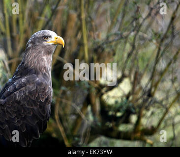 Nahaufnahme von einem Seeadler. Stockfoto