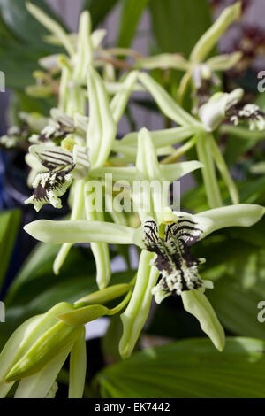 Orchidee Blume wächst auf Lavastein. Big Island, Hawaii Stockfoto