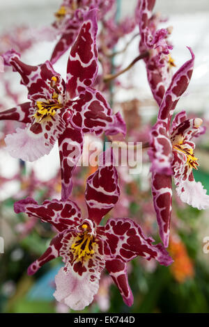 Orchidee Blume wächst auf Lavastein. Big Island, Hawaii Stockfoto