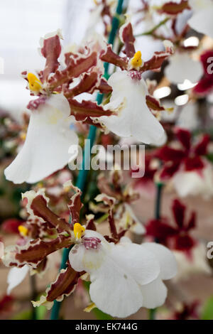 Orchidee Blume wächst auf Lavastein. Big Island, Hawaii Stockfoto