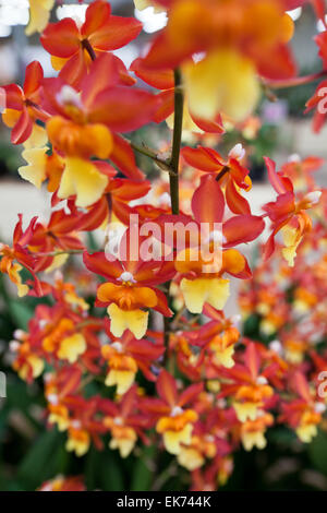 Orchidee Blume wächst auf Lavastein. Big Island, Hawaii Stockfoto