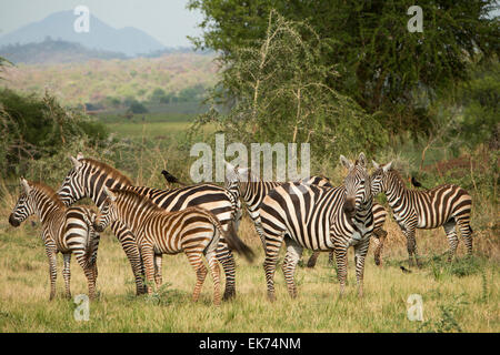 Herde von Zebra Kidepo Valley Nationalpark in Nord-Uganda, Ostafrika Stockfoto