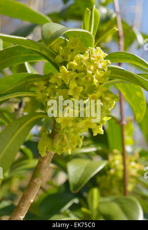 Wolfsmilch Laurel - Daphne Laureola, im Cotswold Wald Stockfoto