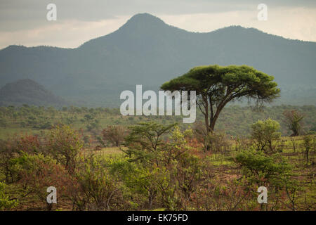 Kidepo Valley Nationalpark in Nord-Uganda, Ostafrika Stockfoto