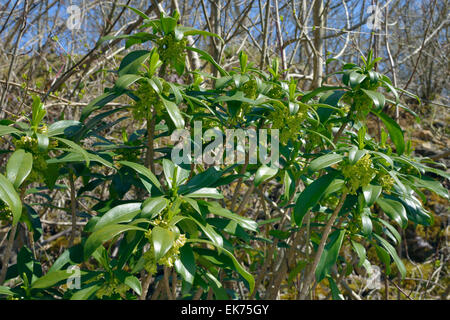 Wolfsmilch Laurel - Daphne Laureola, im Cotswold Wald Stockfoto