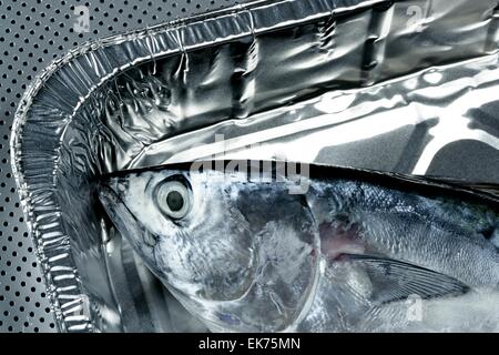 Kleiner Thun, Thun, alby, Albacore, silberne Farbe. Stockfoto