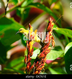 Weibliche Yellow-bellied Sunbird oder Olive-backed Sunbird (Nectarinia jugularis oder Cinnyris jugularis) hocken auf Blumen, Queensland, Australien Stockfoto