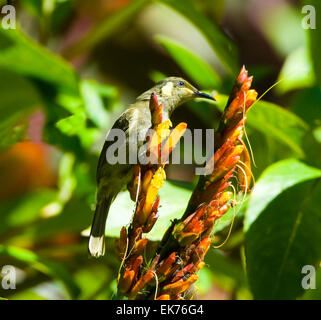 Lewins Honigfresser (Meliphaga Lewinii), Queensland, Australien Stockfoto