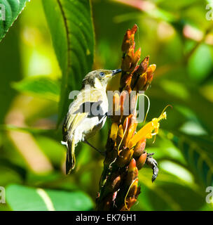 Lewins Honigfresser (Meliphaga Lewinii), Queensland, Australien Stockfoto