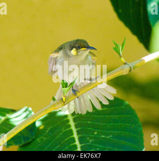 Lewins Honigfresser (Meliphaga Lewinii), Queensland, Australien Stockfoto