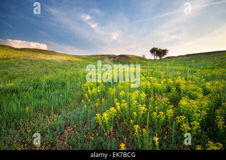 Grünen Wiese im Berg. Zusammensetzung der Natur. Stockfoto