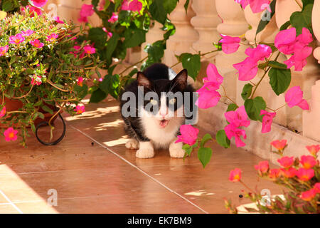 Hauskatze schwarz-weißen Kätzchen 2 Monate alten unter Bougainvillea Blumen Terrasse Mallorca Spanien Stockfoto