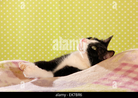 Hauskatze schwarz-weißen Kätzchen 2 Monate alten liegenden Decke Spanien Stockfoto