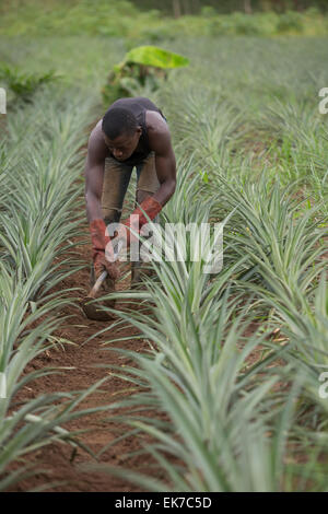 Fairtrade-Ananas-Züchter in Grand Bassam, Elfenbeinküste, Westafrika. Stockfoto