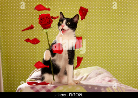 Hauskatze schwarz-weißen Kätzchen 2 Monate alten zerstören rote rose Spanien Stockfoto