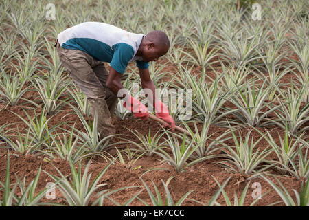 Fairtrade-Ananas-Züchter in Grand Bassam, Elfenbeinküste, Westafrika. Stockfoto