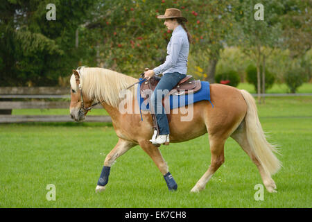 Haflinger Pferd junge Frau westlichen Traber Trabrennbahn gesehen seitlich Deutschland Stockfoto