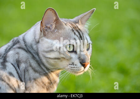 Bengal Hauskatze Porträt von Tomcat Garten Deutschland Stockfoto