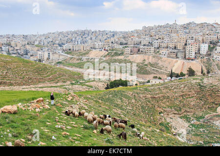 Amman, Jordanien - März 21,2015: Hirt, genießen die schöne Aussicht von Amman, der Hauptstadt von Jordanien, von einem der Hügel nearb Stockfoto