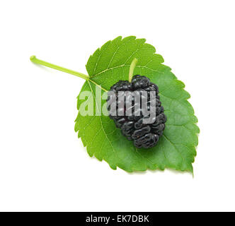 Maulbeere isoliert. Element des Designs. Stockfoto