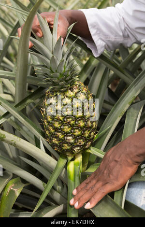 Fairtrade-Ananas-Züchter in Grand Bassam, Elfenbeinküste, Westafrika. Stockfoto