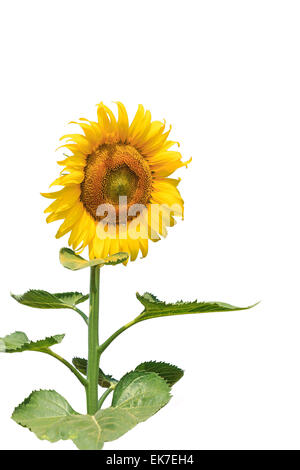 Sonnenblume isoliert auf weißem Hintergrund Stockfoto