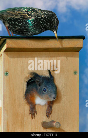 Europäische Eichhörnchen Sciurus Vulgaris junge Blick aus Schachteln box European Starling sitzt das Dach Deutschland Stockfoto