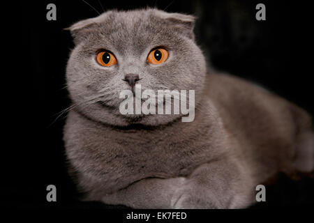 Scottish Fold Katze Portrait Deutschland Stockfoto