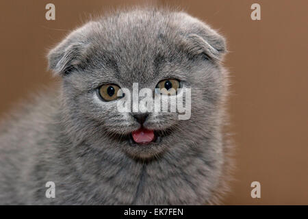 Scottish Fold Katze Porträt blau Kätzchen 3 Monate alten Deutschland Stockfoto