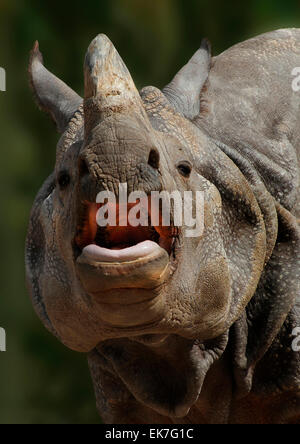 Öffnen Sie indischen Nashorn Rhinoceros Unicornis Porträt von Erwachsenen Mund Indien Stockfoto