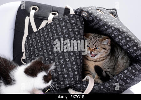Britisch Kurzhaar Katze Hauskatze Tabby Kitten 3 Monate alten Zischen am schwarz-weißen Kätzchen Deutschland Stockfoto