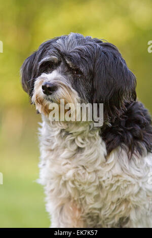 Mischlingshund Tibet Terrier X? Porträt von Erwachsenen Hund Deutschland Stockfoto